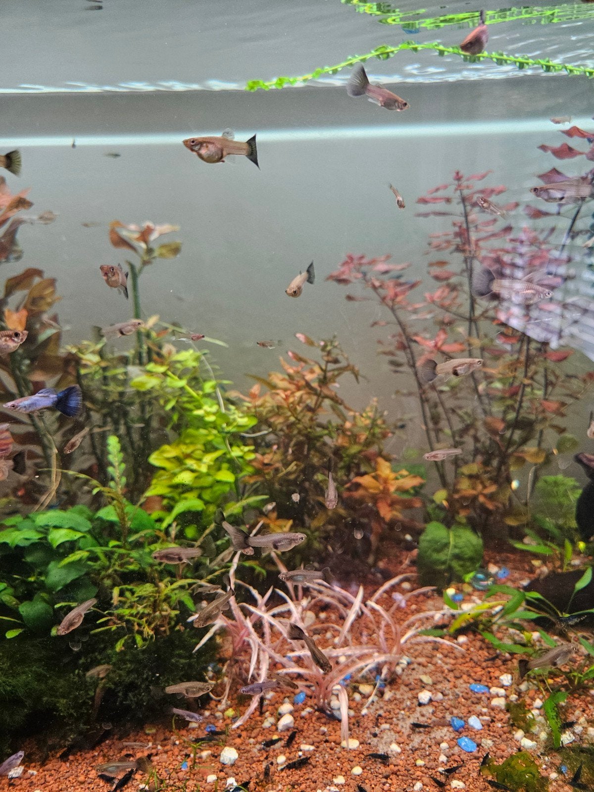 aquariumplanten, Ophalen of Verzenden, Nieuw