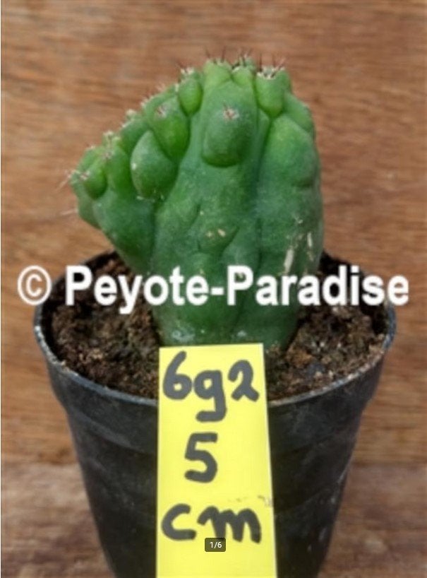San Pedro Cactus - Unieke monstervormen (klein), Huis en Inrichting, Ophalen of Verzenden, Cactus, Minder dan 100 cm, Volle zon
