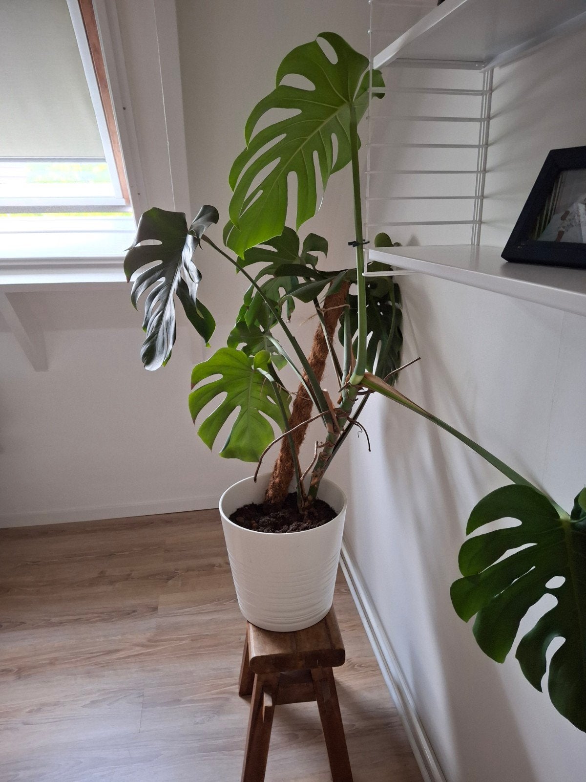 Monstera Deliciosa inclusief grote pot van Ikea, 100 tot 150 cm, Overige soorten, In pot, Groene kamerplant