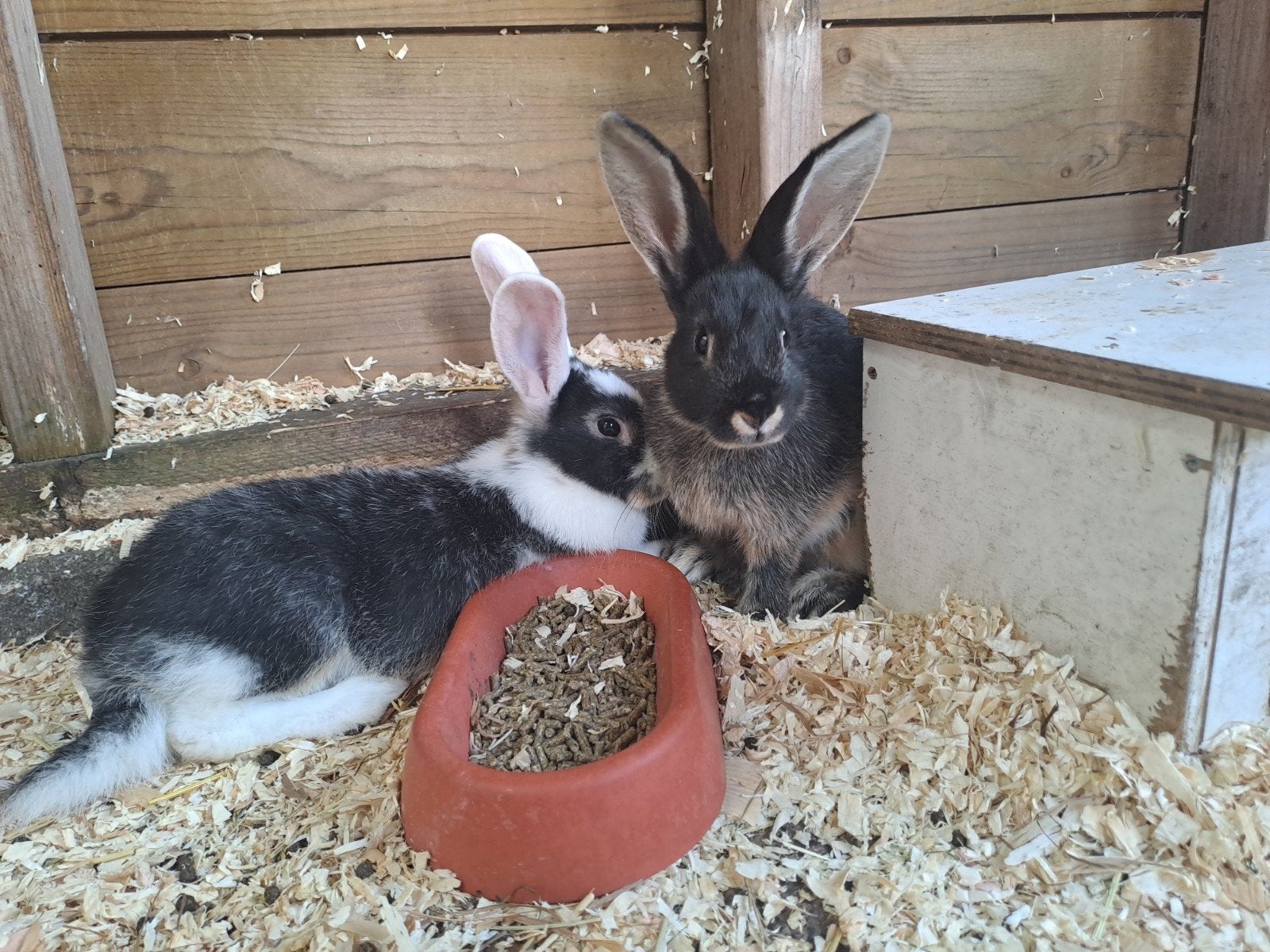 2 jonge konijnen., Dieren en Toebehoren, Konijnen, Mannelijk