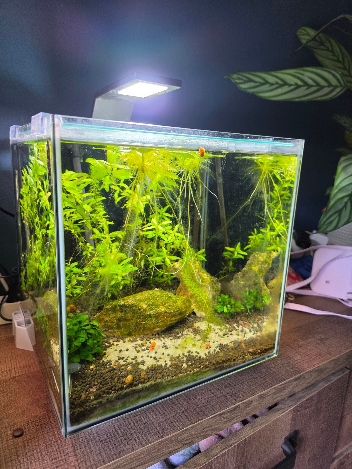 30L nano cube aquarium, Dieren en Toebehoren, Ophalen, Verwarming, Gebruikt, Leeg aquarium
