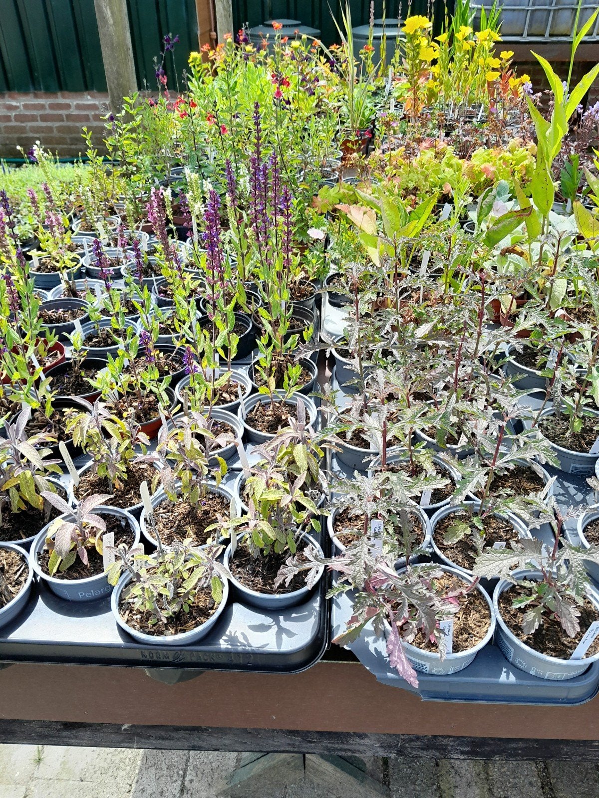 Tuinplanten, Ophalen, Overige soorten, Volle zon