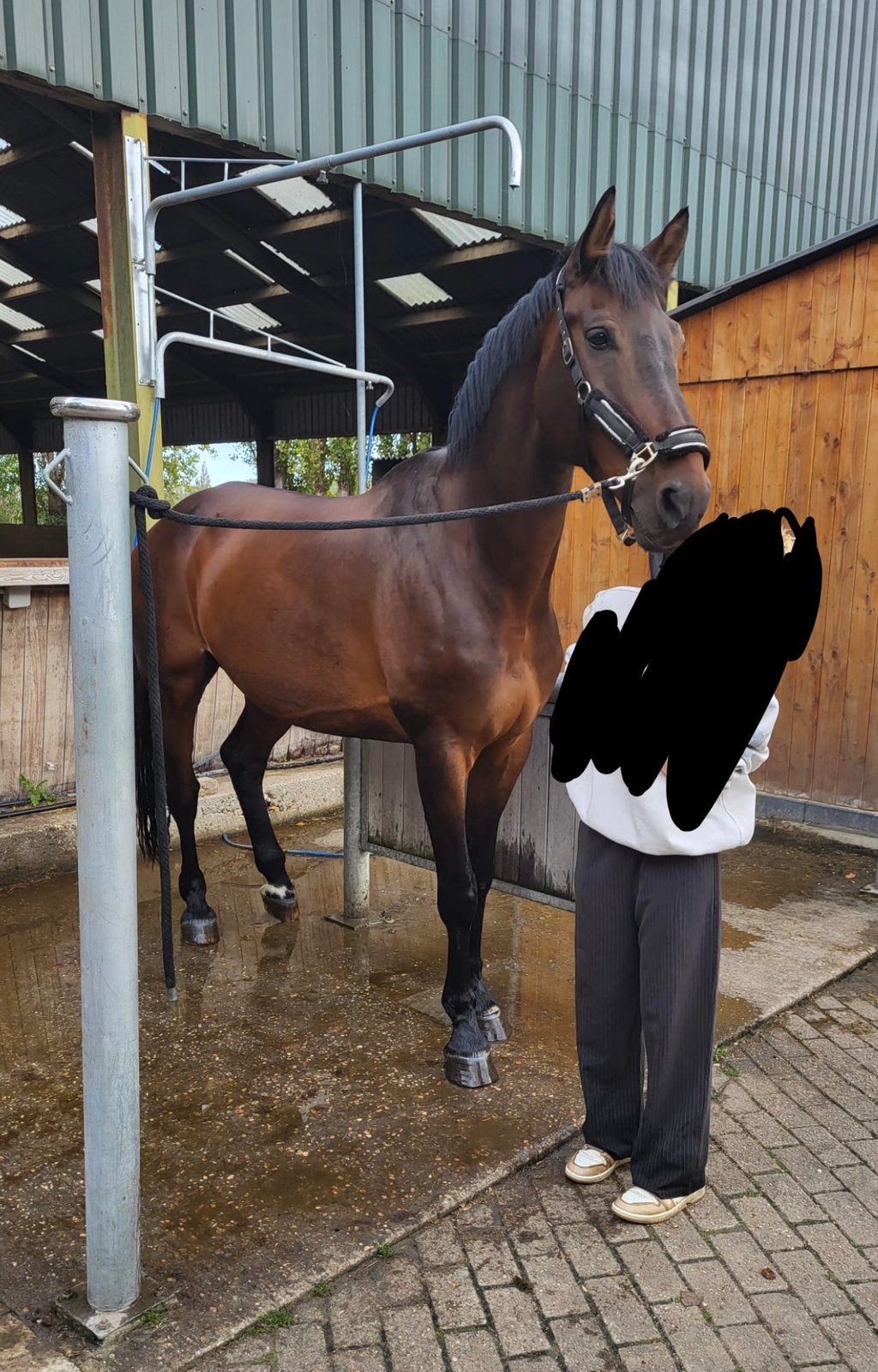 super lief groot paard van 12j tekoop!, Dieren en Toebehoren, Ruin