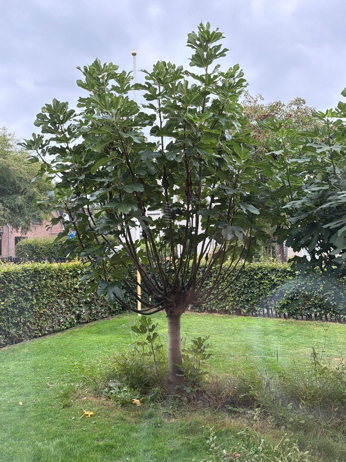 3 vijgenbomen - diverse maten, Tuin en Terras, Planten | Bomen, Overige soorten, 250 tot 400 cm, Zomer, Ophalen