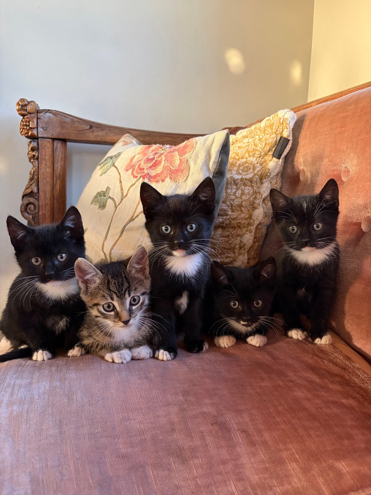 Schattige jonge poesjes, Meerdere dieren, Kortharig, 0 tot 2 jaar