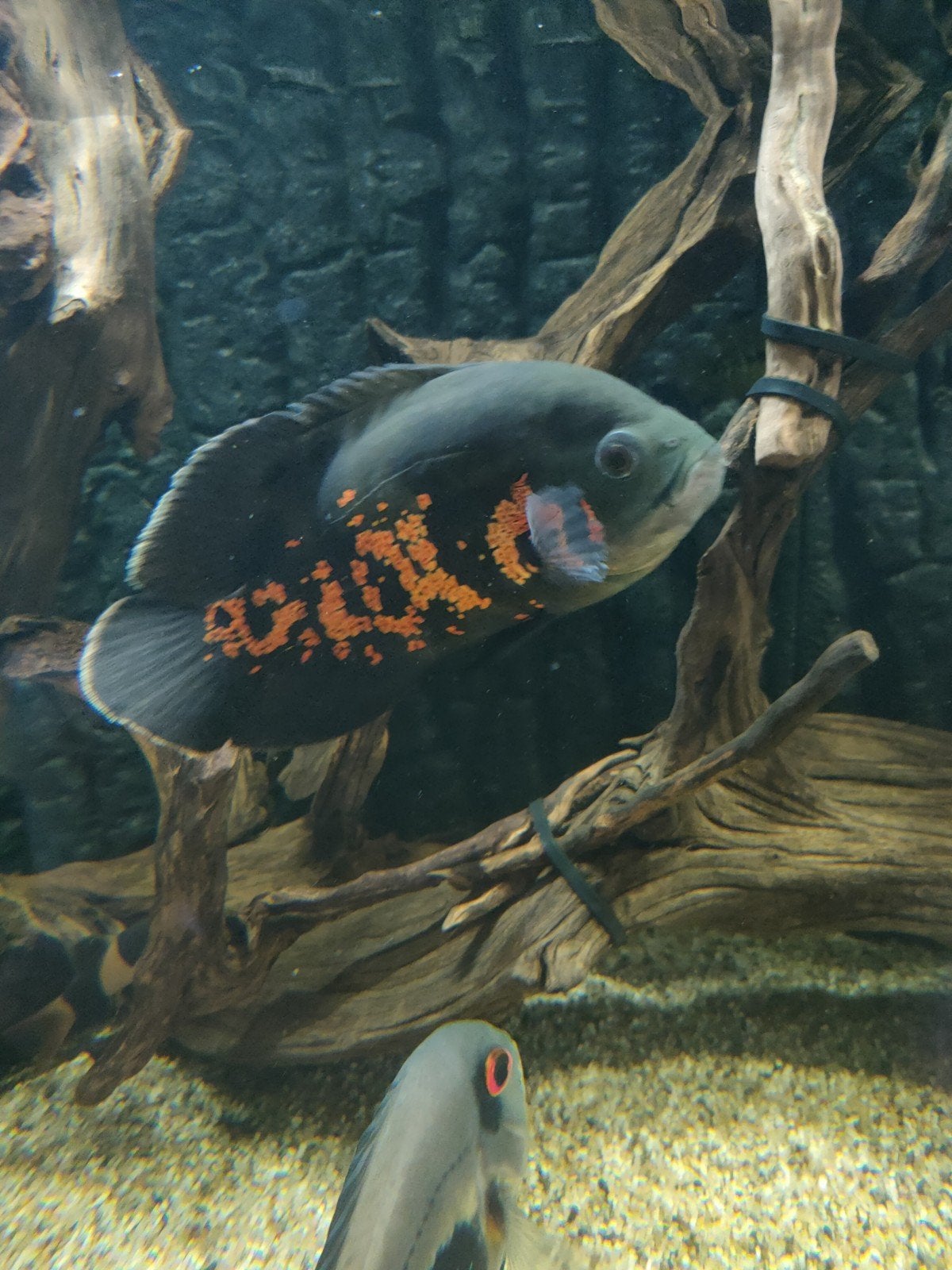 mooie Pauwoog 17cm gratis ophalen, Karper of Koi