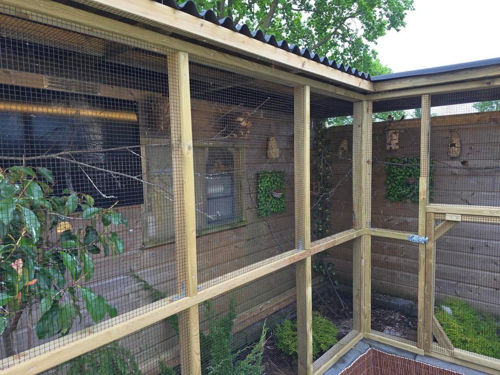 Te koop diverse tropische vogels., Dieren en Toebehoren, Meerdere dieren