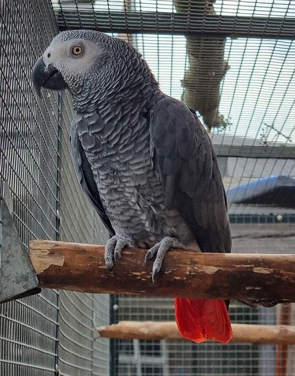 grijzeroodstaart, Dieren en Toebehoren, Vogels | Parkieten en Papegaaien