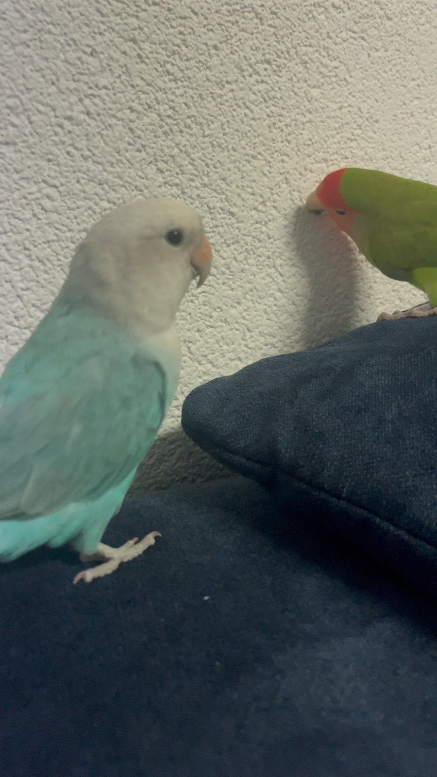 Tamme agapornissen, Dieren en Toebehoren, Vogels | Parkieten en Papegaaien, Meerdere dieren, Dwergpapegaai of Agapornis, Tam