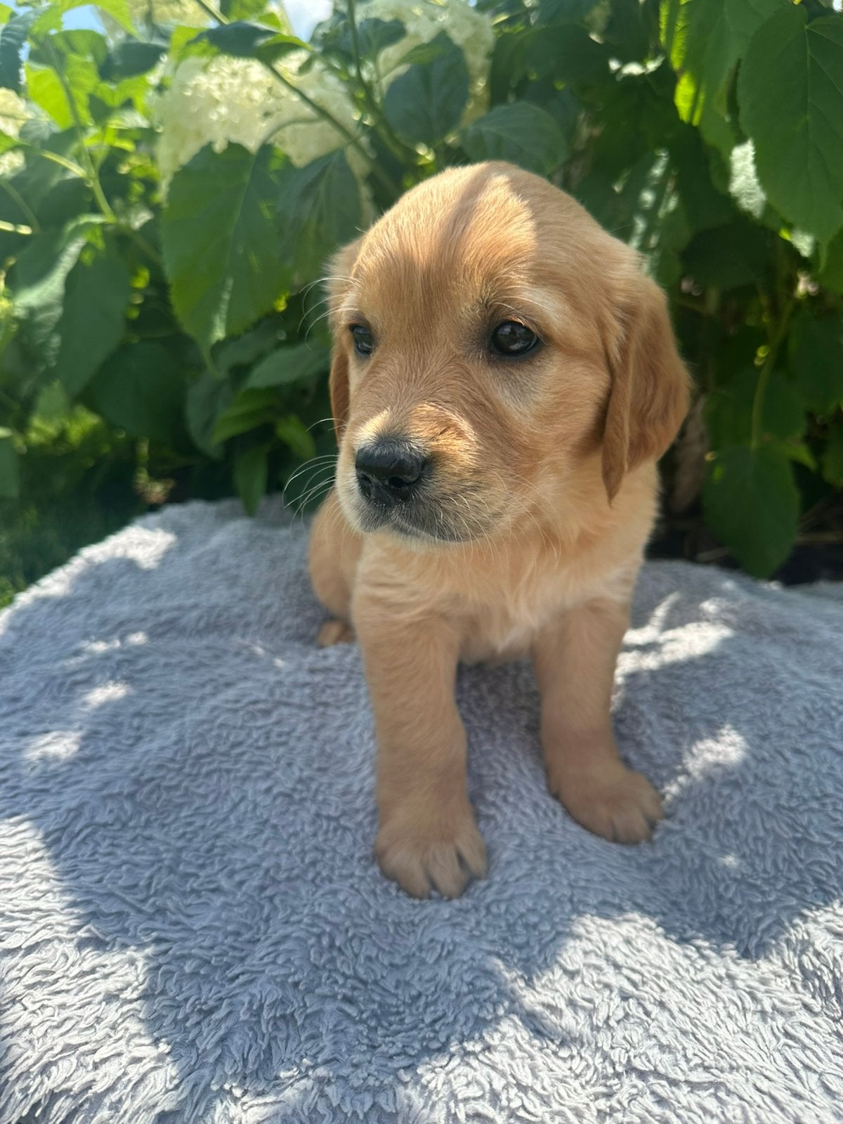 Golden retriever pups - particulier, Dieren en Toebehoren, Golden retriever, België, Particulier, Meerdere