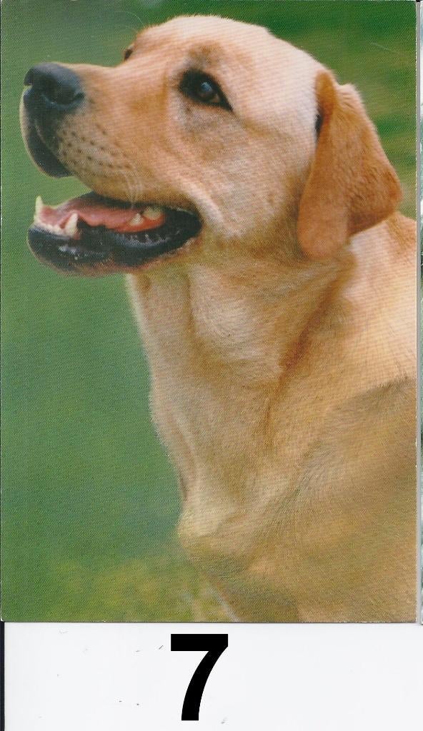 K538 ansichtkaart labrador ( yellow ) (7), Ophalen of Verzenden, 1980 tot heden, Ongelopen