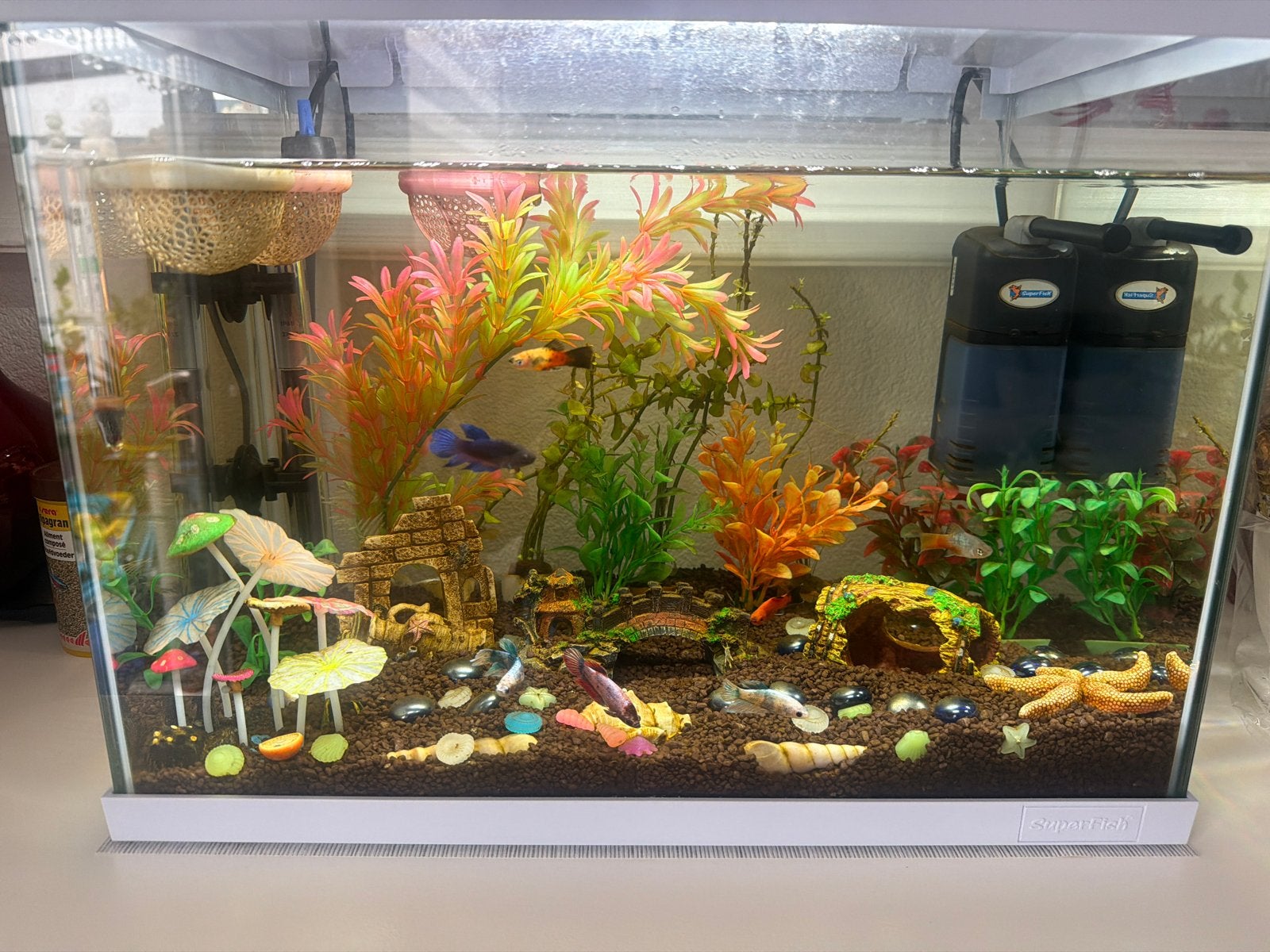 Superfish aquarium met vissen, Dieren en Toebehoren, Vissen | Aquaria en Toebehoren, Ophalen, Gevuld zoetwateraquarium