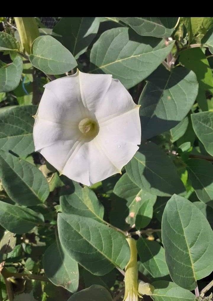 Datura innoxia zaden, Tuin en Terras, Ophalen of Verzenden, Voorjaar, Volle zon, Zaad
