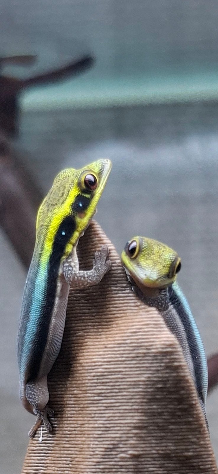 2x Phelsuma Klemmeri 0.0.2., Dieren en Toebehoren, Hagedis, 0 tot 2 jaar