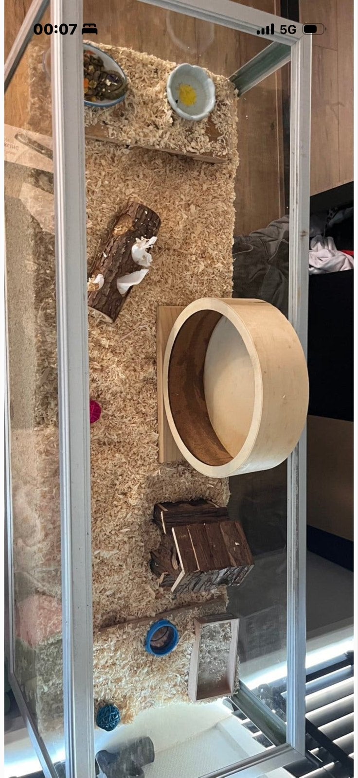 Gratis hamster incl. Toebehoren, Dieren en Toebehoren, Knaagdieren, Maart, Geslacht onbekend, Hamster