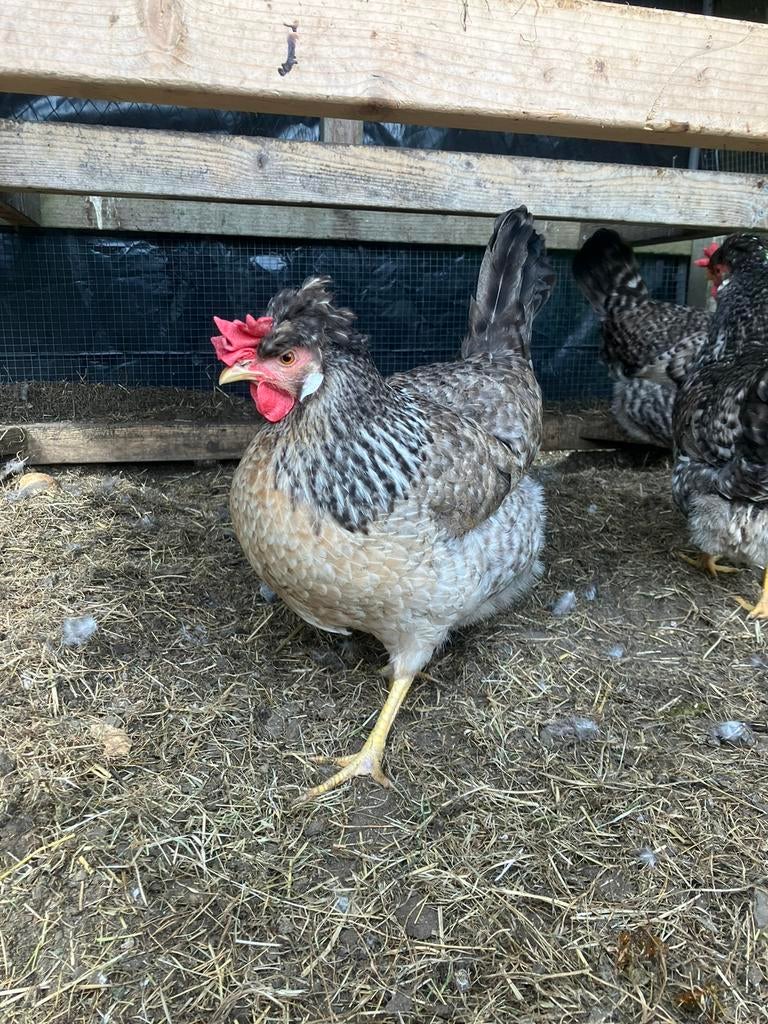 Cream legbar broedeieren, Dieren en Toebehoren, Geslacht onbekend, Kip