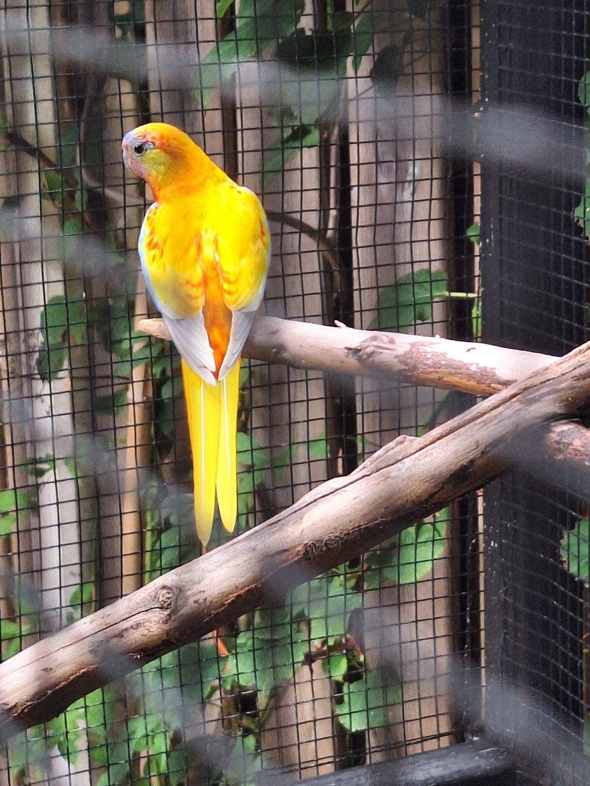 turquoisine pop 1 maand uit het nest, Dieren en Toebehoren, Vrouwelijk, Parkiet