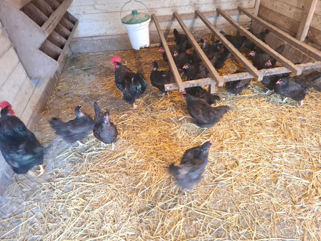 Barnevelder hennen en hanen dubbelgezoomd goud groot, Dieren en Toebehoren, Meerdere dieren, Kip