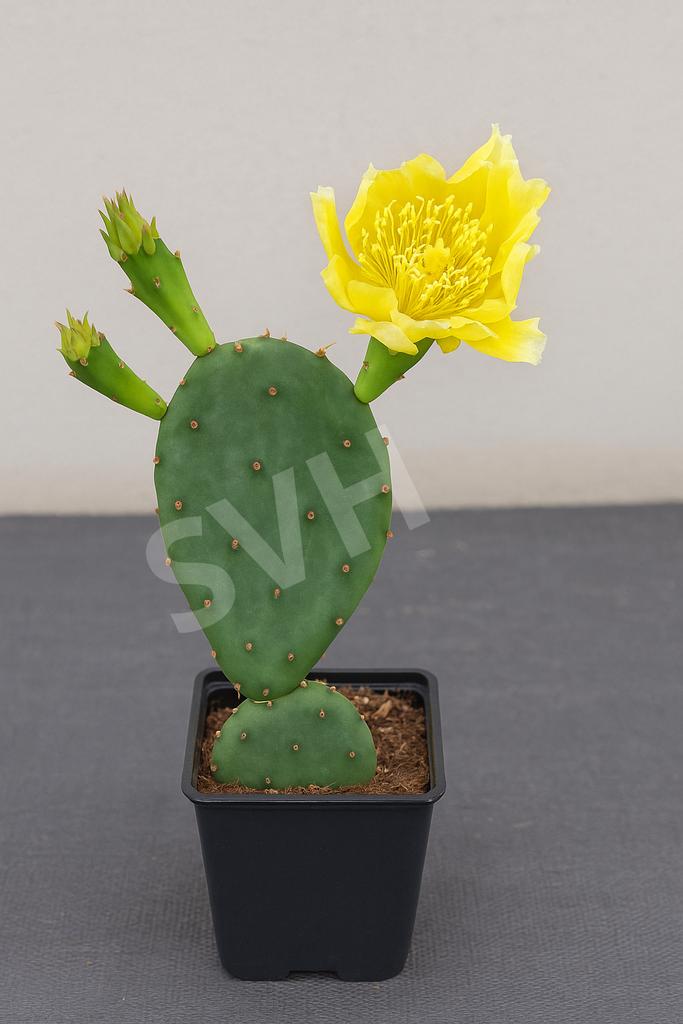 Opuntia Humifusa cactus (Winterharde schijfcactus -18C), Volle zon, Vaste plant, Zomer, Ophalen