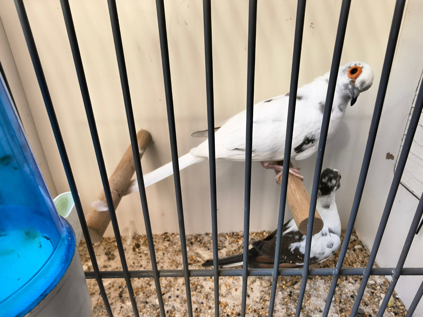 leuk koppeltje bonte diamantduiven, Dieren en Toebehoren, Vogels | Overige Vogels, Meerdere dieren