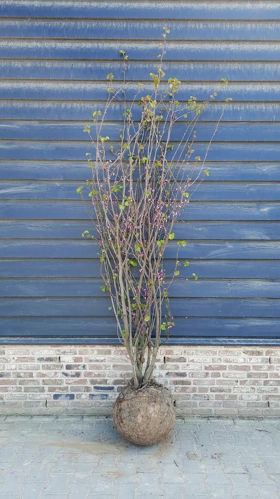 Cercis Siliquastrum🌿🌺 (Judasboom) meerstam🌳, Tuin en Terras, Ophalen, Overige soorten, Volle zon