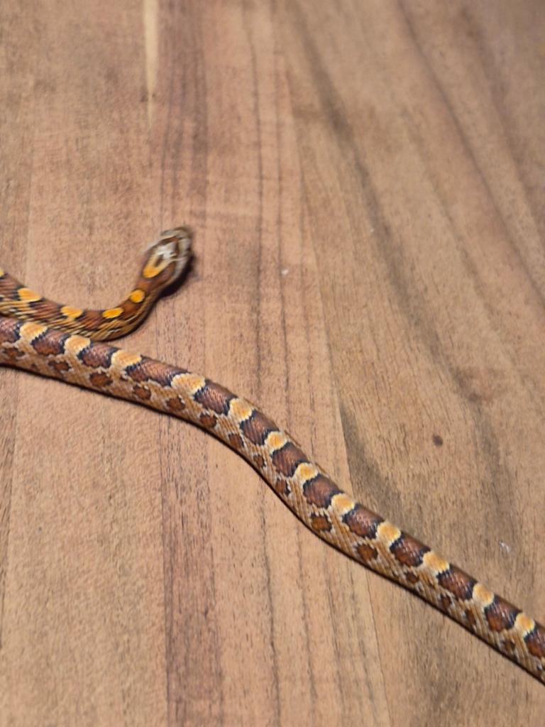 Kleine ratten slang, Dieren en Toebehoren, Reptielen en Amfibieën, Slang, Tam, 0 tot 2 jaar