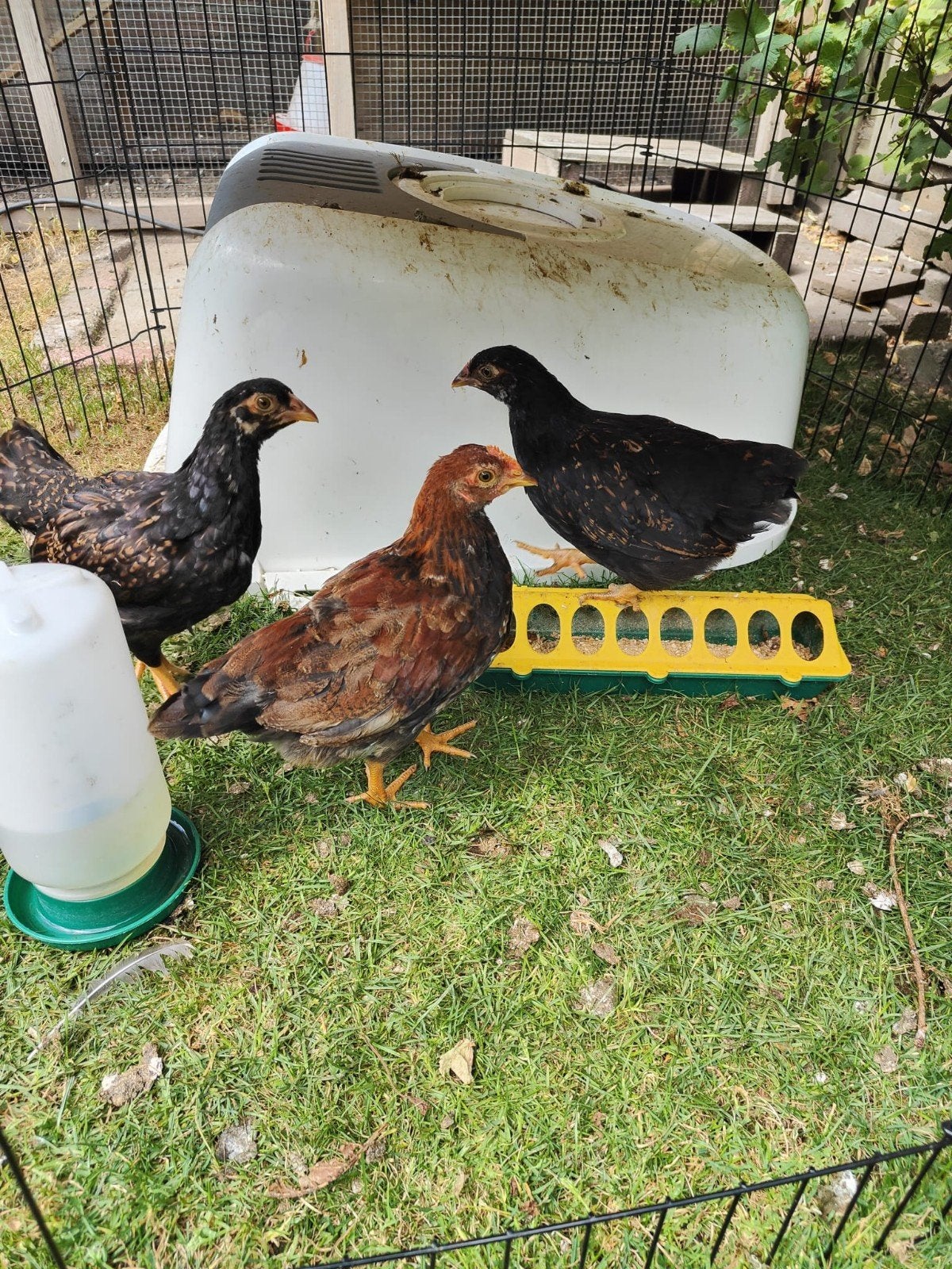 Barnevelder kriel haantje 6wk, Mannelijk, Kip