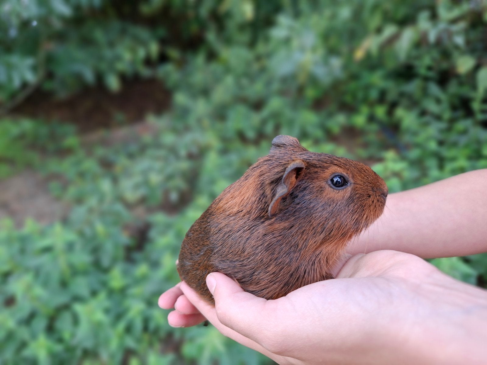 Leuk cavia zeugje, Dieren en Toebehoren, Augustus, Vrouwelijk, Cavia