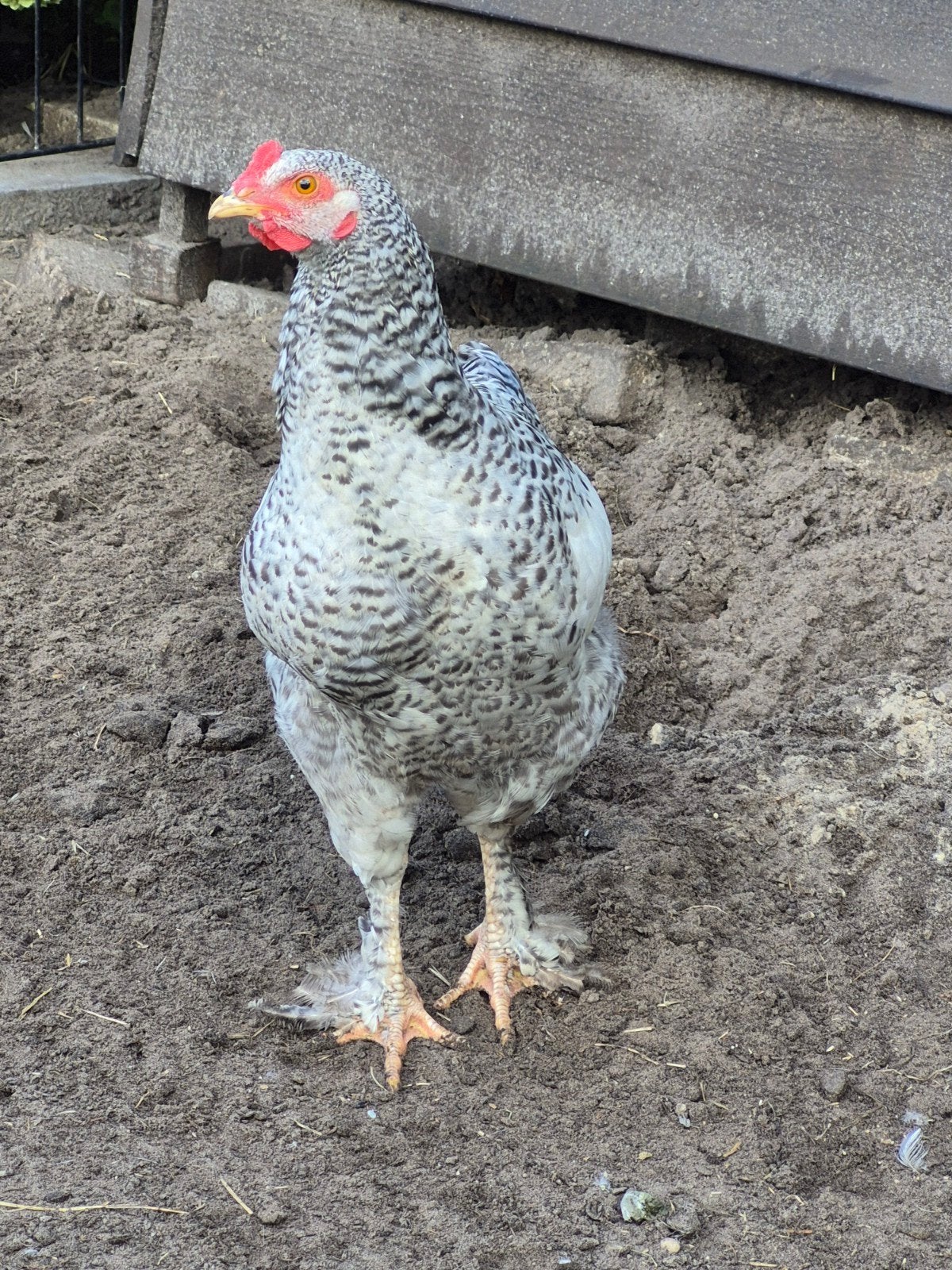 Brahma x Noord-Hollandse Blauwe haan, Dieren en Toebehoren, Pluimvee, Mannelijk, Kip