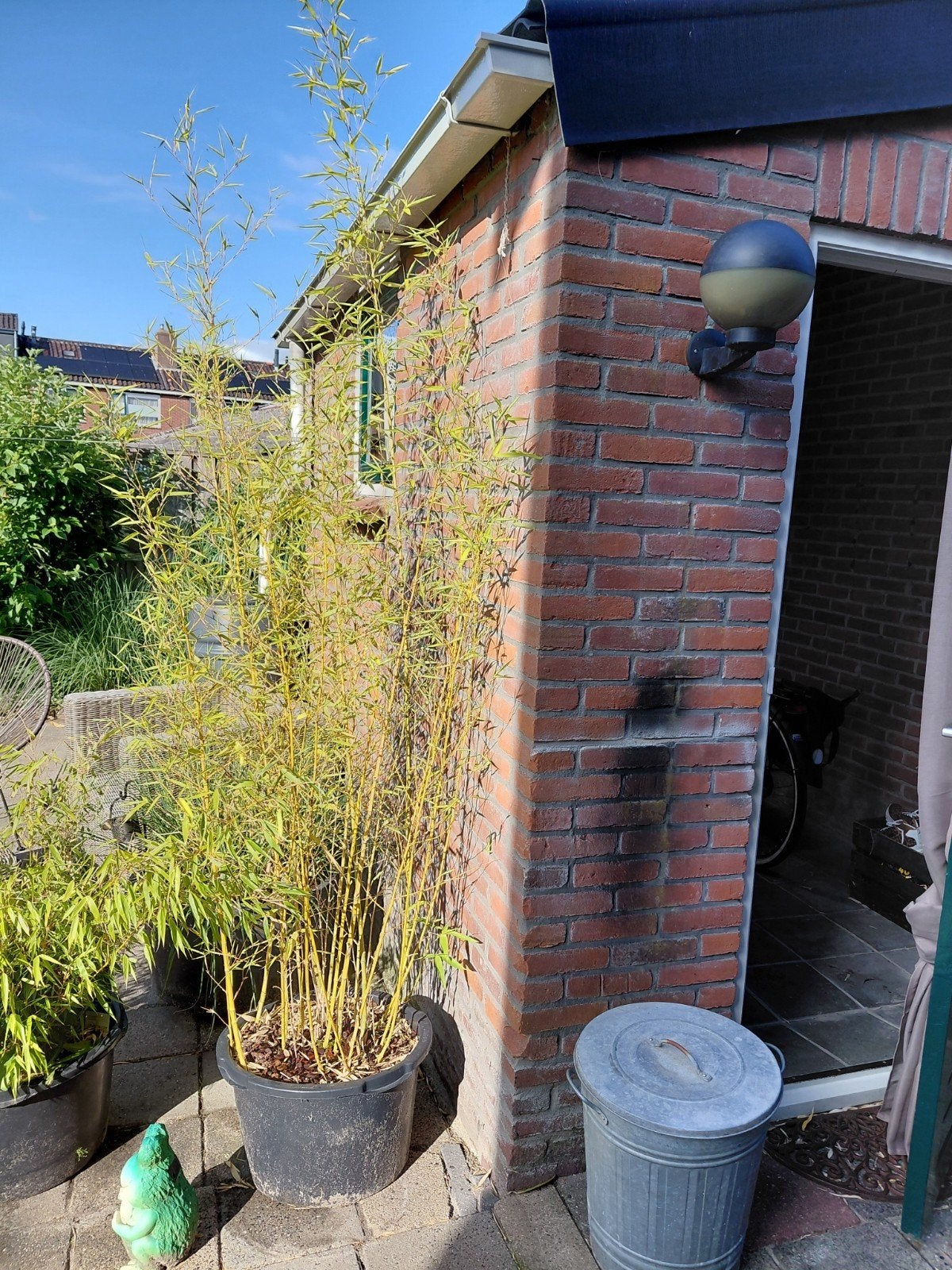Te koop grote hoge bamboe, Tuin en Terras, Planten | Tuinplanten, Ophalen, Bloeit niet, Overige soorten, Halfschaduw