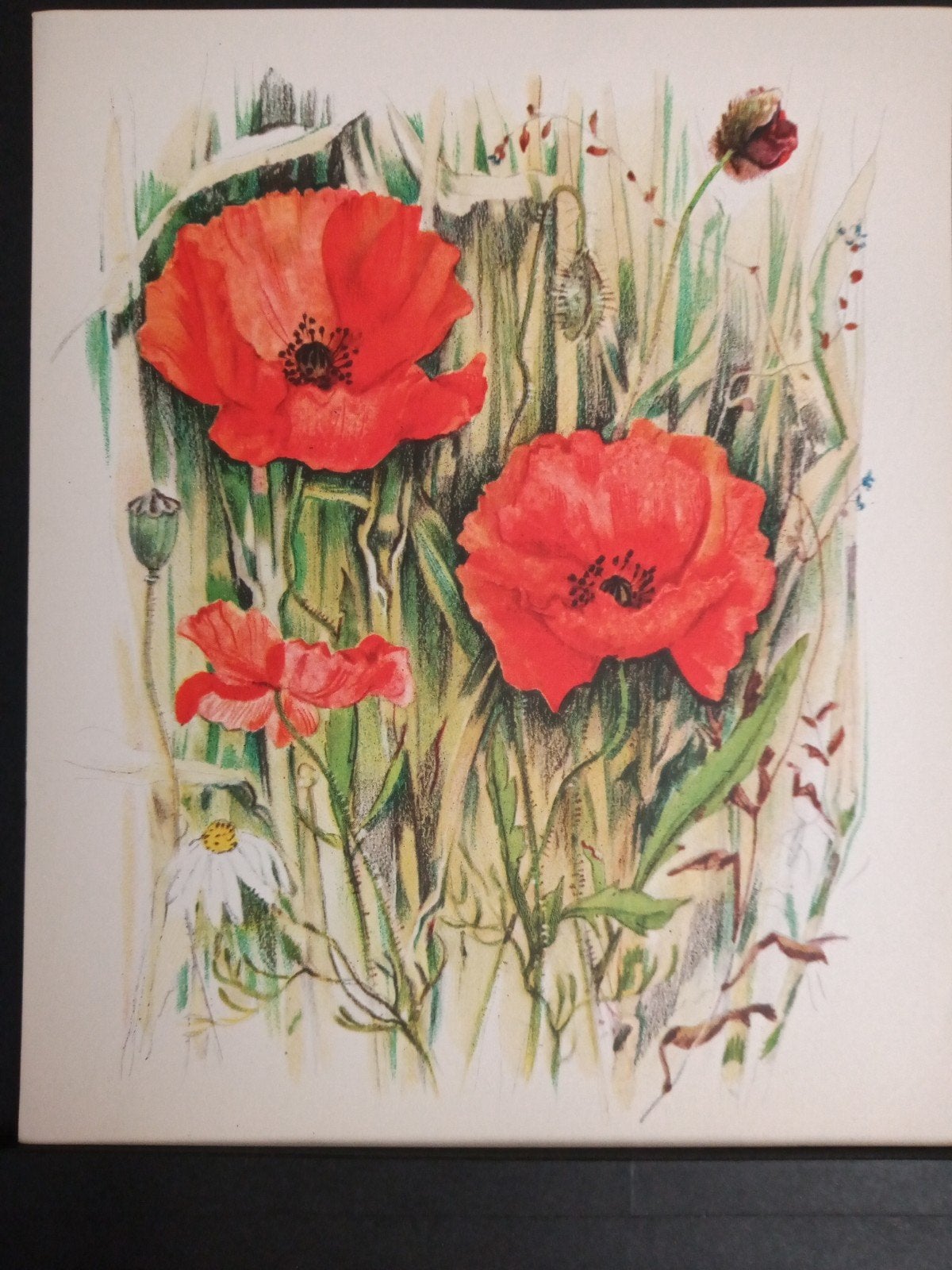 Botanische prent Klaproos verder zie omschrijving getekend, Verzamelen, Natuur, Verzenden, Zo goed als nieuw, 1940 tot 1960