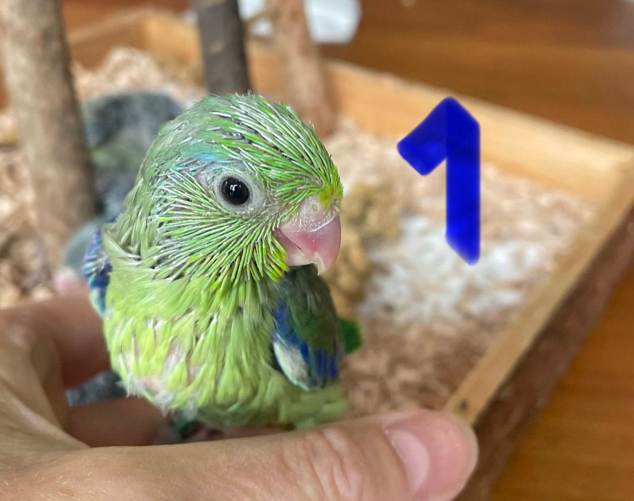 Groene Forpus kuikens - 3x mannen & 2x poppen - 07/2026, Dieren en Toebehoren, Vogels | Parkieten en Papegaaien, Meerdere dieren