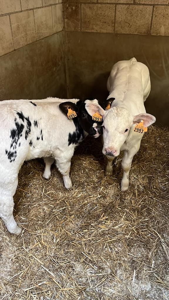 2 super vaarskalveren, Dieren en Toebehoren, Runderen, Vrouwelijk, 3 tot 6 jaar