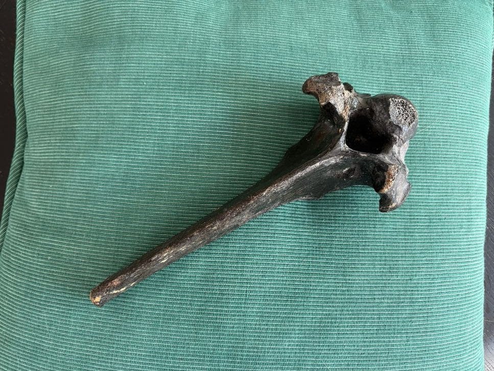 Fossiel bot van een prehistorisch dier, Ophalen of Verzenden, Fossiel