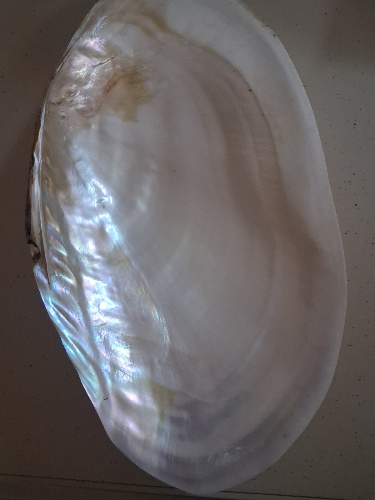 Grote Parelmoer Schelp - Decoratief, Ophalen, Gebruikt