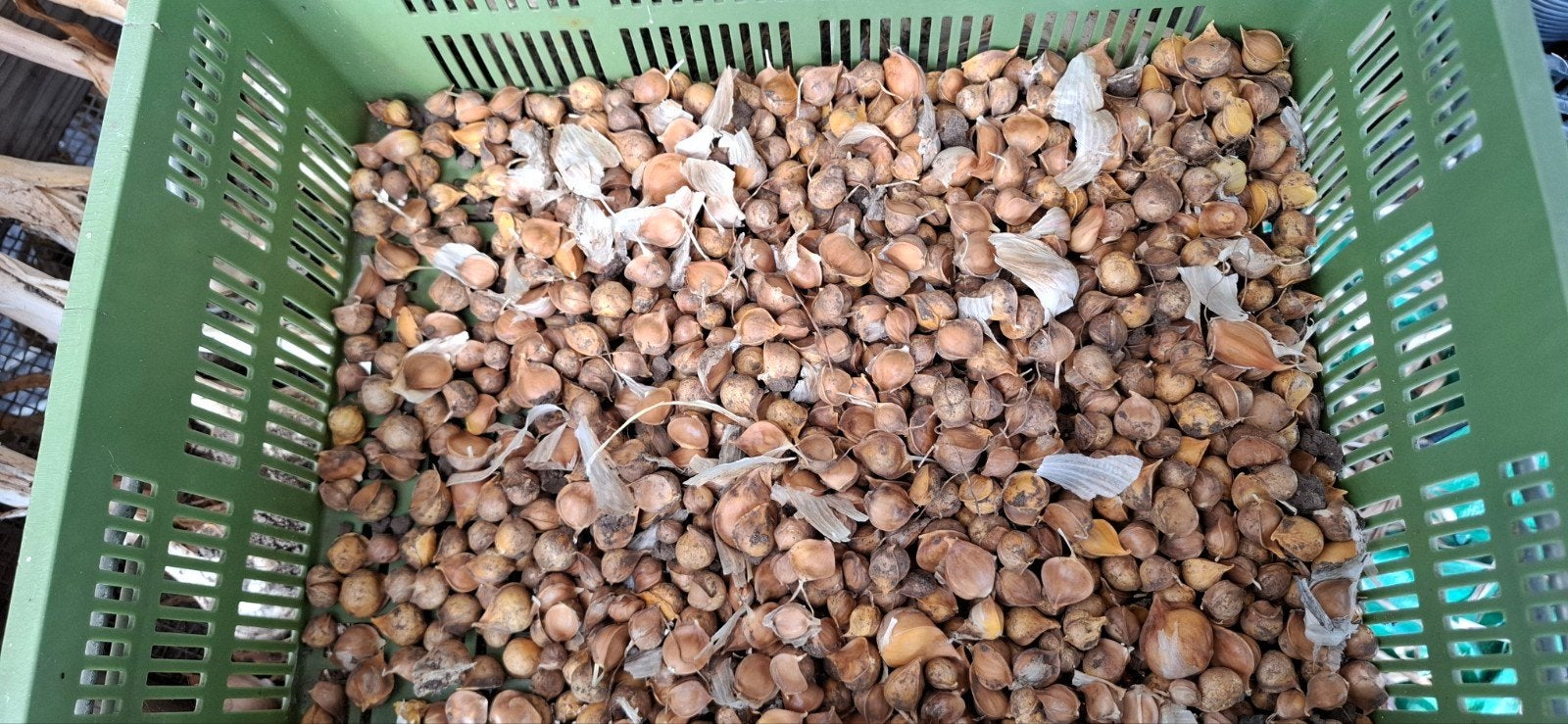 Bio Olifantenknoflook en broedbolletjes - Vers en Biologisch, Ophalen of Verzenden, Najaar, Volle zon