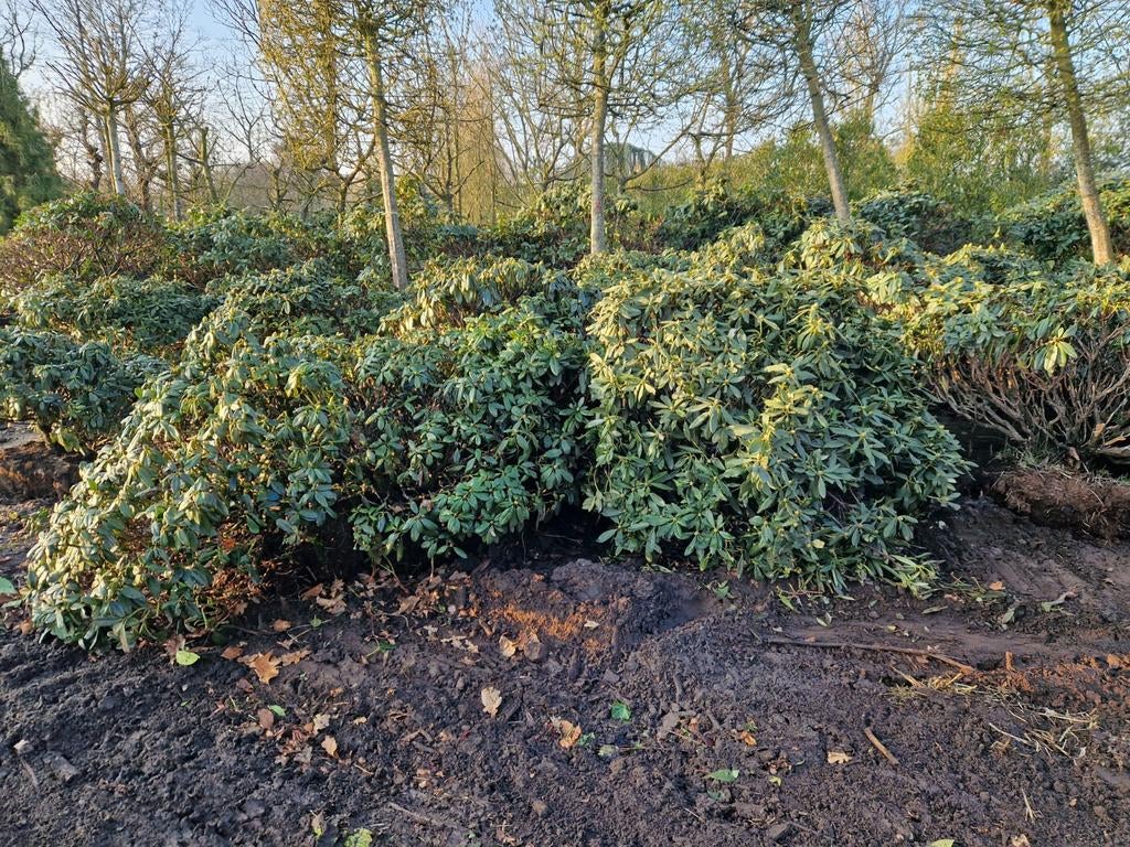 XXL Rhododendron Yakushimanum - Diverse Soorten, Vaste plant, Halfschaduw, Lente, Ophalen