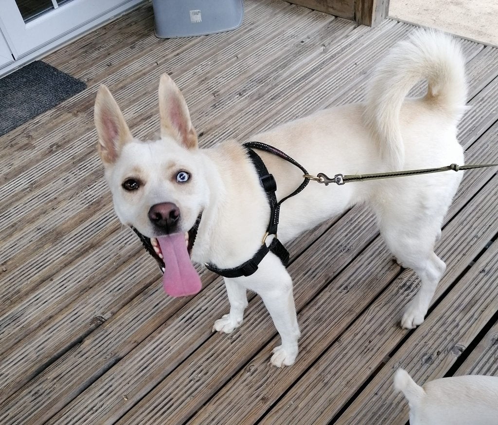 Hond, Dieren en Toebehoren, Honden | Niet-rashonden, Middel, Teef, Particulier, Eén hond, Nederland, 3 tot 5 jaar, CDV (hondenziekte)