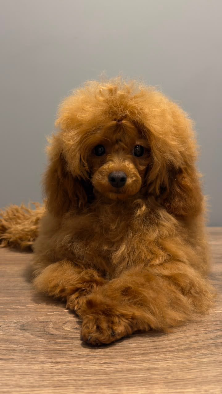 Toypoedel teefje (FCI stamboom, geschikt voor show en fok), Poedel, Particulier, 15 weken tot 1 jaar, Buitenland