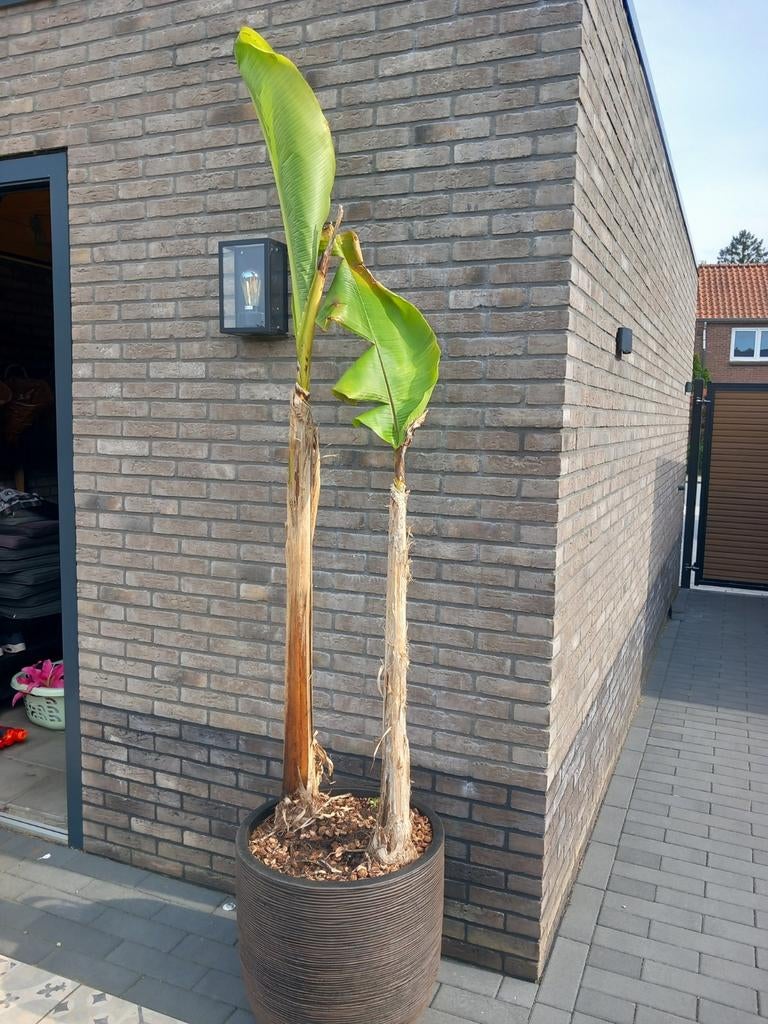 Musa Basjoo bananenplant 1.60 en  2 meter! LEES ADVERTENTIE, Tuin en Terras, Ophalen, Overige soorten, Volle zon