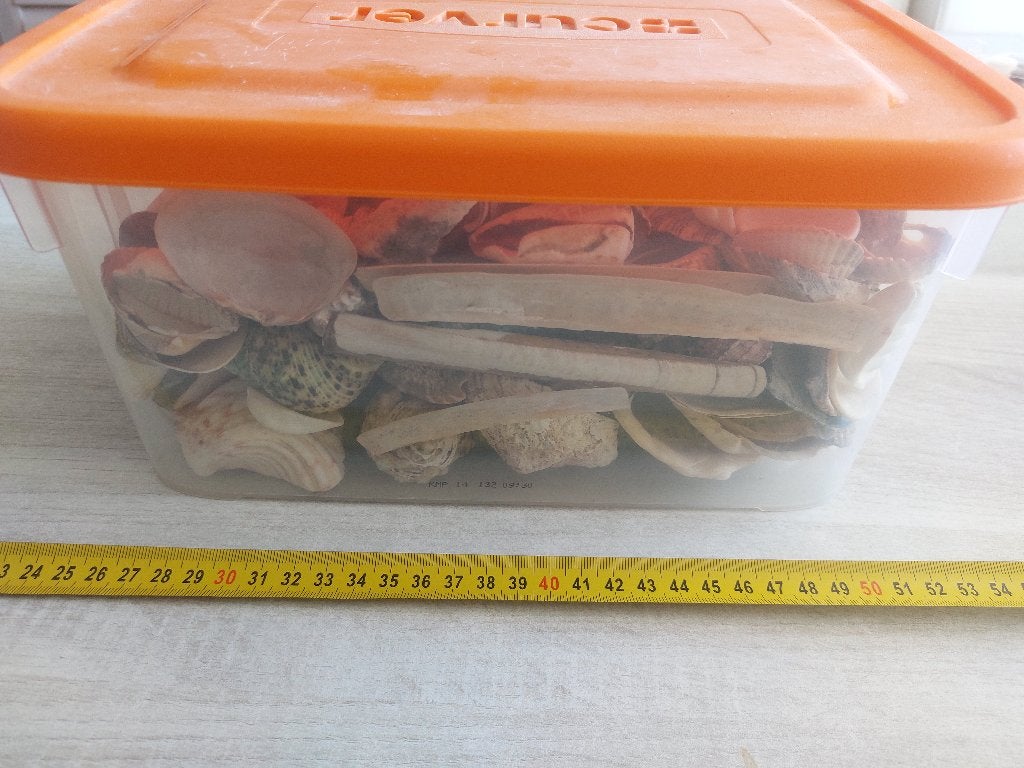 Verzameling zeeschelpen in Curver box, geen losse verkoop, Verzamelen, Verzenden