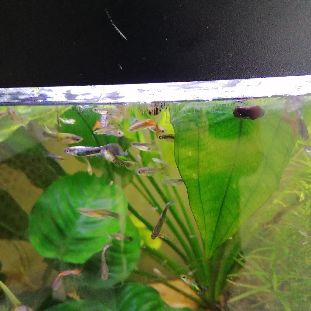 20 guppy's, Dieren en Toebehoren, Vis, Zoetwatervis