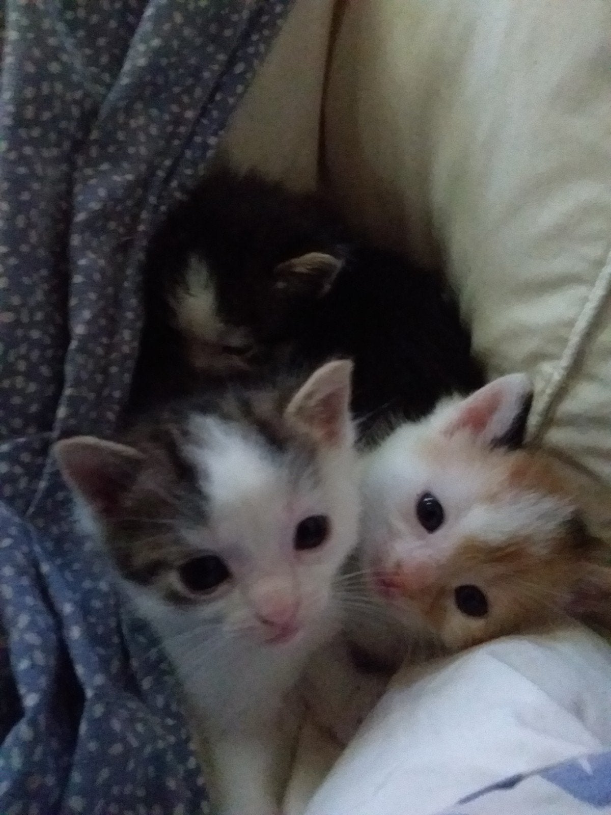 kittens te koop, Geslacht onbekend, Kortharig, 0 tot 2 jaar