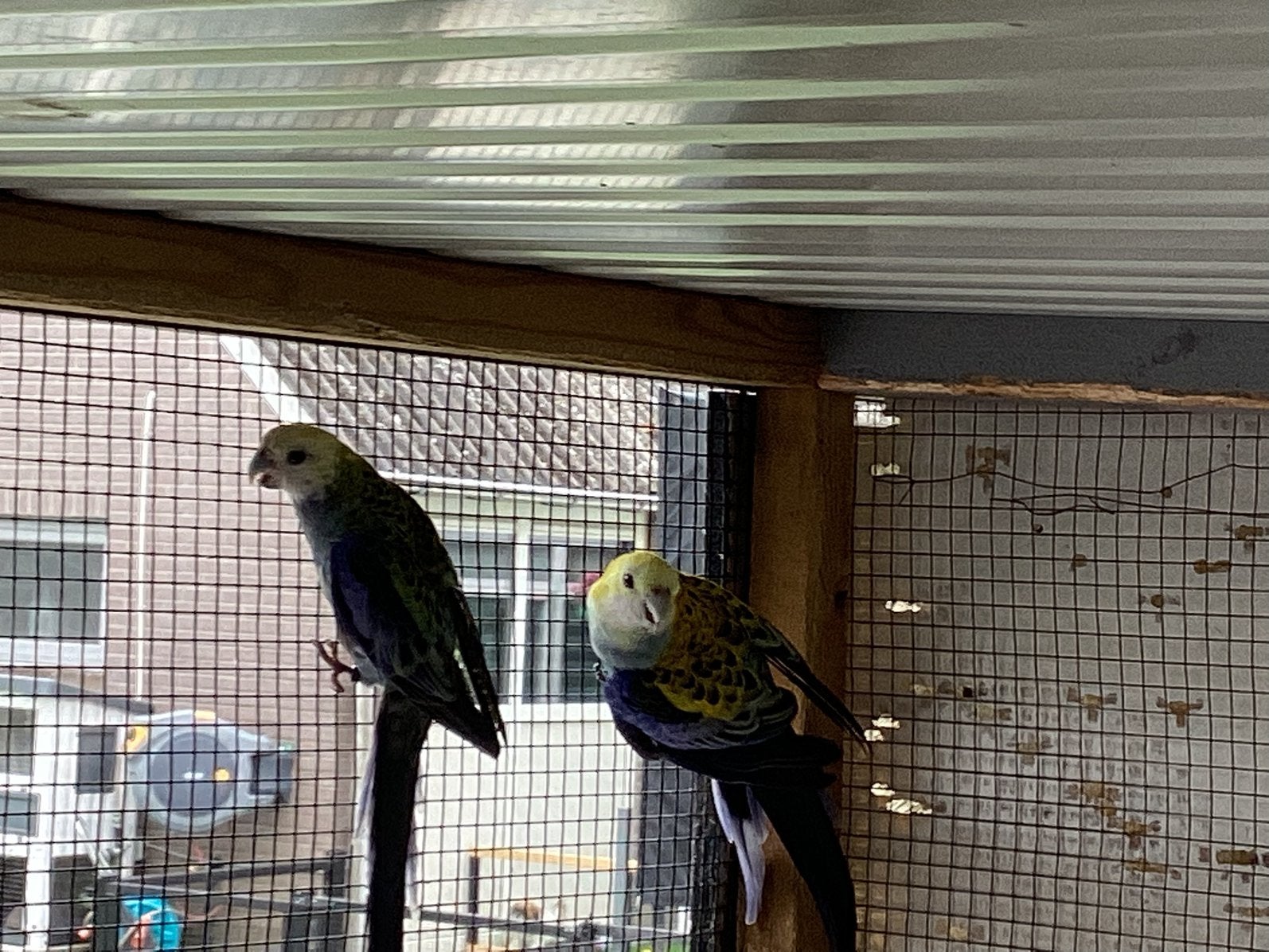 Bleekkop Rosella, Meerdere dieren, Parkiet