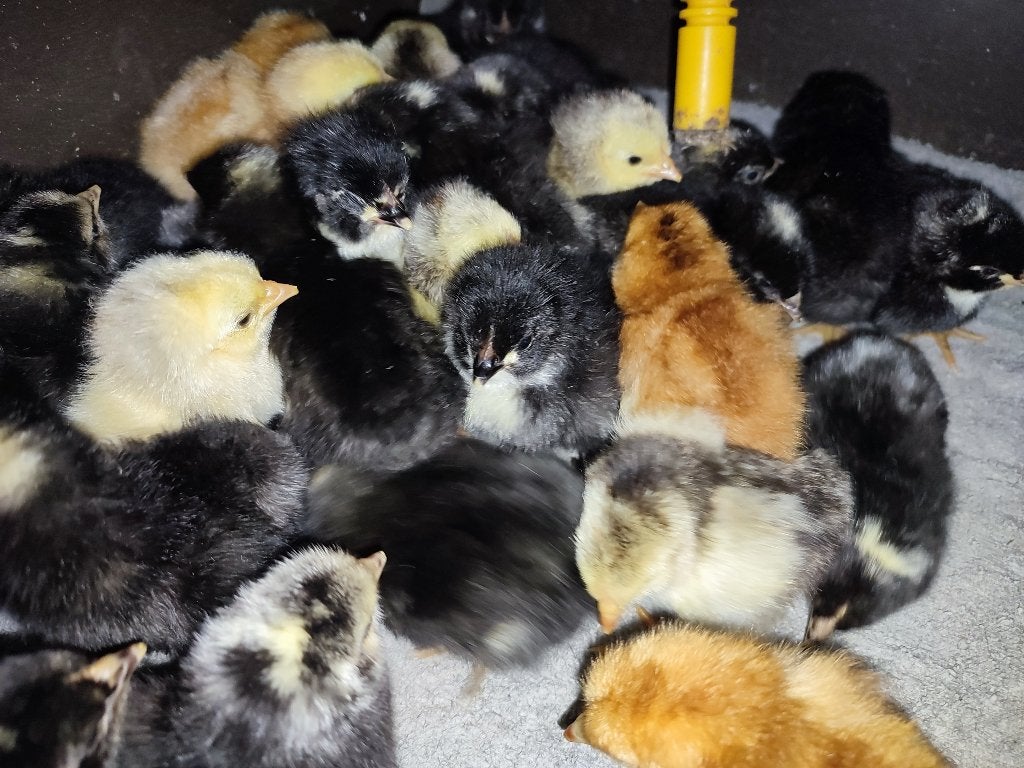 Jonge kuikens Wyandotte kriel,Australorp en Amrock groot ras, Geslacht onbekend, Kip