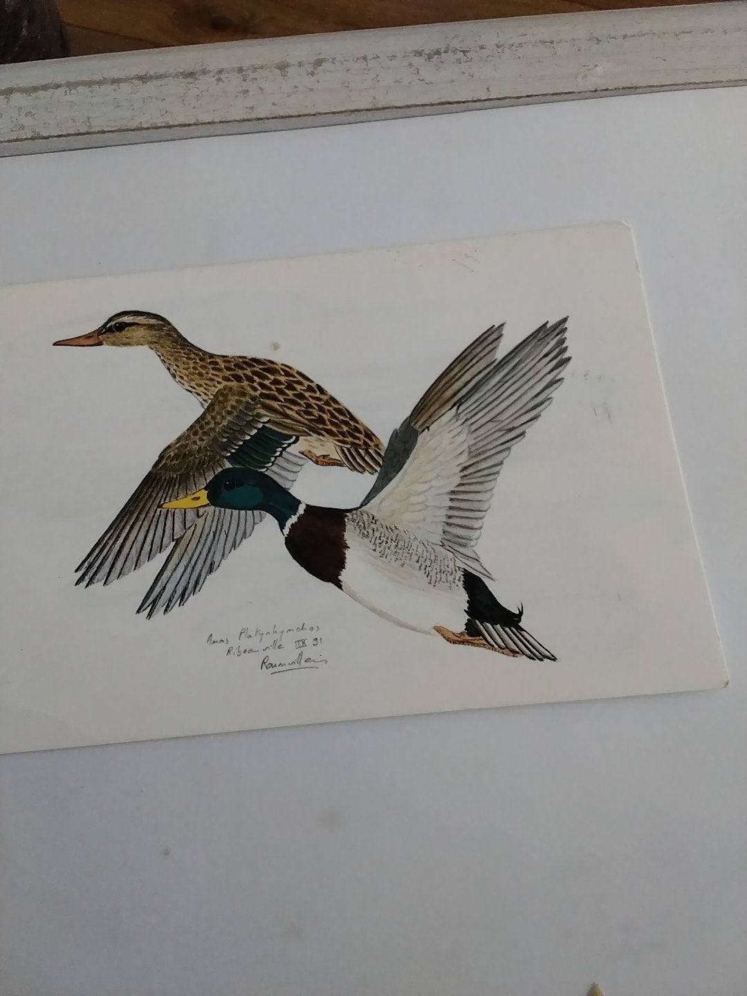 WILDE EENDEN /AQUARELLE NICOLAS DE RANVILLIERS, Ophalen of Verzenden, Sterren en Beroemdheden