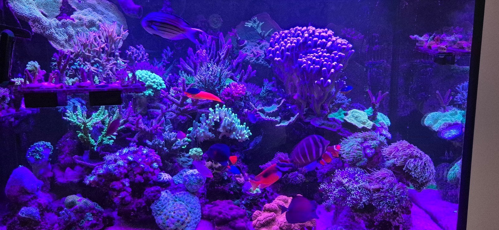 Koraal stekken, Dieren en Toebehoren, Overige typen, Zoutwatervis