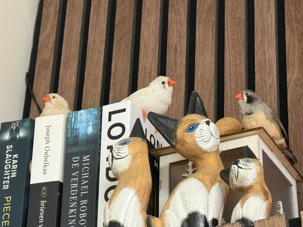 Gratis5 vogels maar de kooi kost maar de kooi kost 50, Meerdere dieren