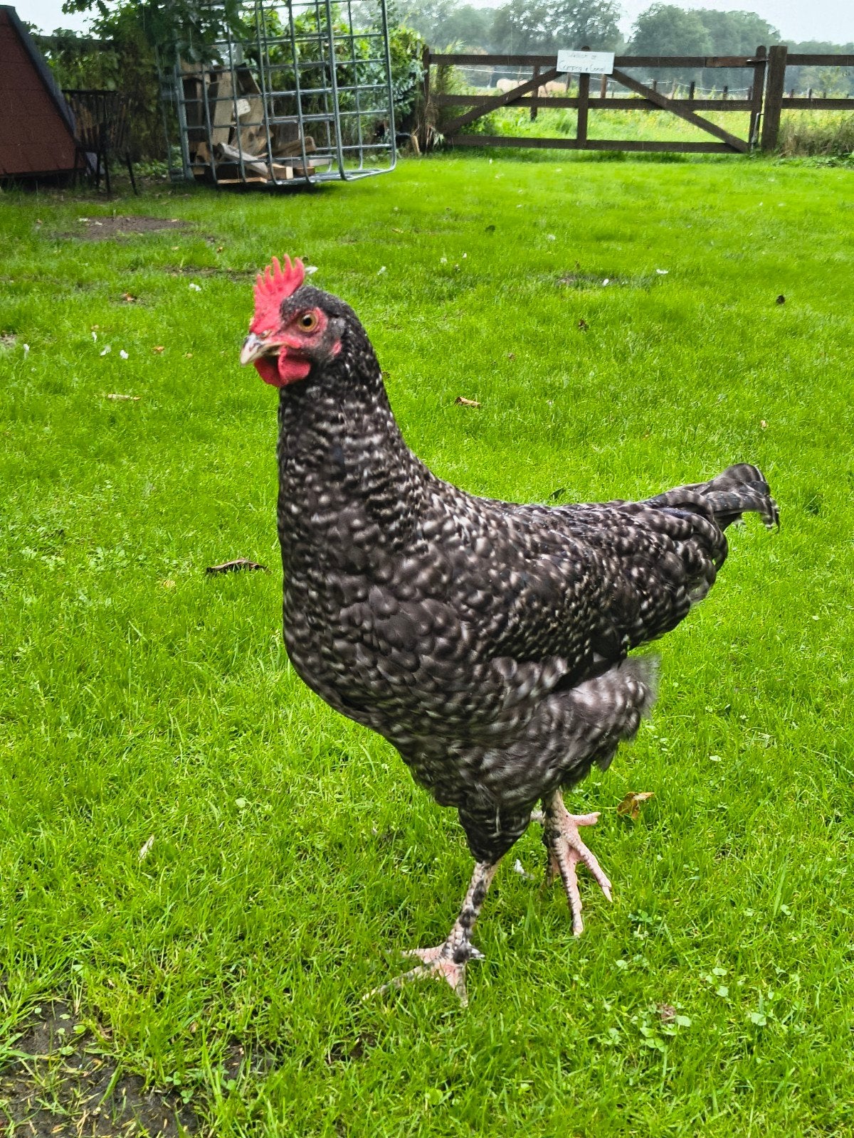 Marans x silverudd hanen koekoek, Dieren en Toebehoren, Mannelijk, Kip