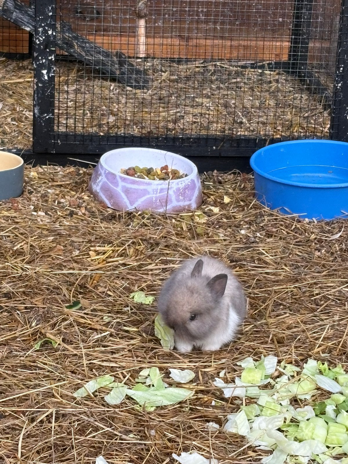 Teddy dwerg konijntje te koop, Juni, Mannelijk, Overige typen, Tam